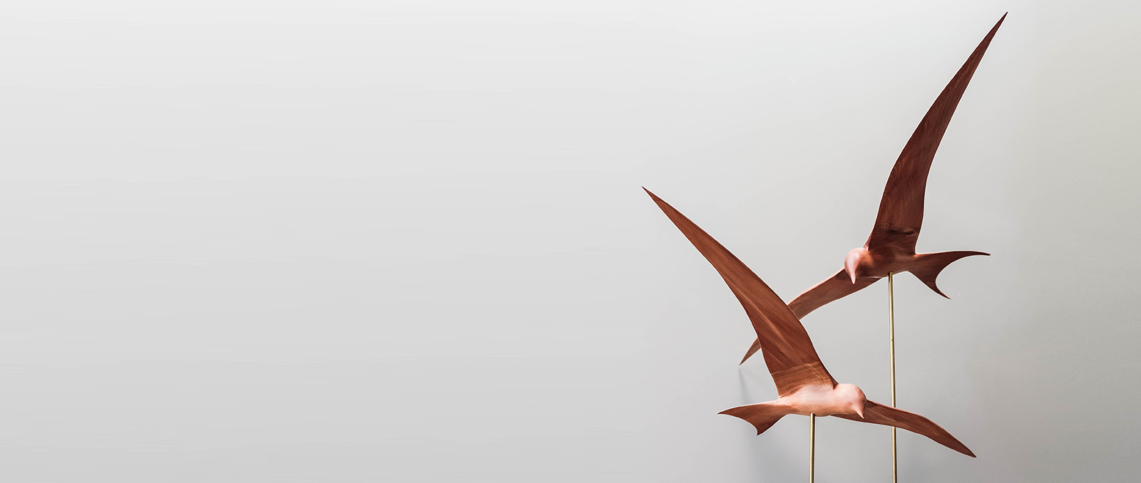 Fairy Terns